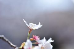 桜①