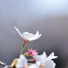 桜①