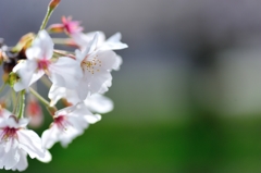 桜②