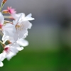 桜②