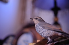 BIRDCARVING (5)