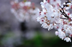 桜③