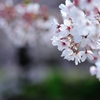 桜③