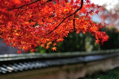 京都⑦