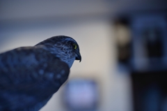BIRDCARVING (6)