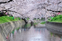 桜④