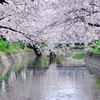 桜④