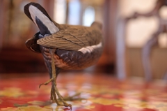 BIRDCARVING (8)
