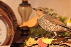 BIRDCARVING (4)