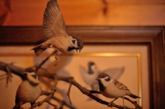 BIRDCARVING (10)
