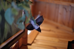 BIRDCARVING (9)
