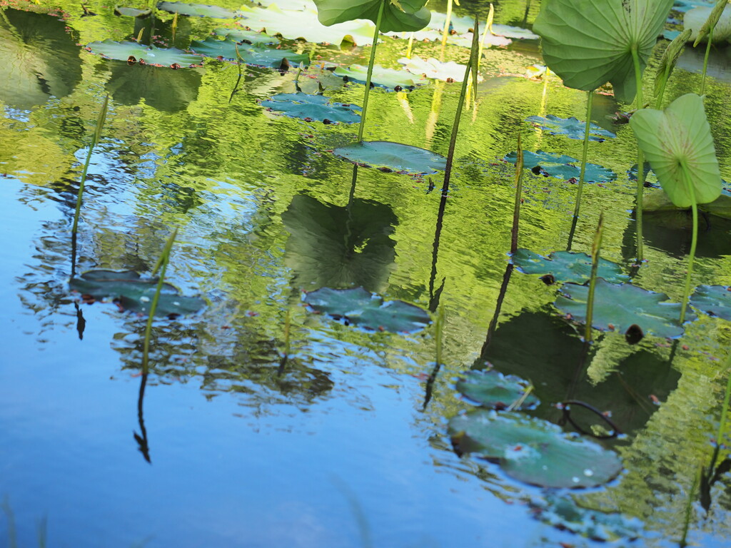 鶴舞公園