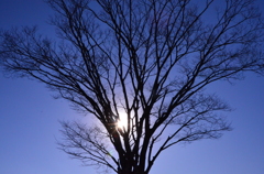 「陽光」
