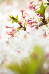 葉桜へ