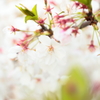 葉桜へ
