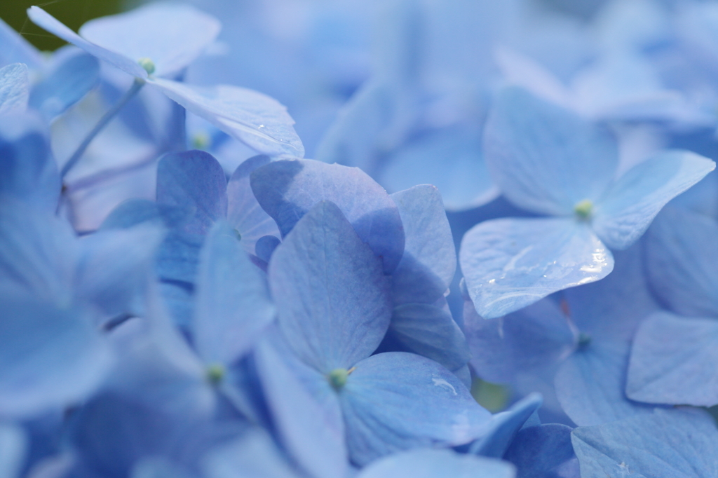 雫残る紫陽花