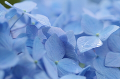 雫残る紫陽花