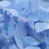 雫残る紫陽花