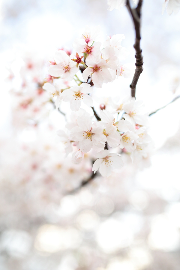 瑞桜