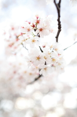 瑞桜