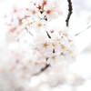 瑞桜