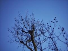 冬の空