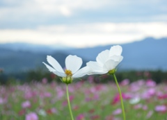 夕暮れのコスモス（群馬・鼻高展望花の丘）