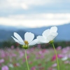 夕暮れのコスモス（群馬・鼻高展望花の丘）