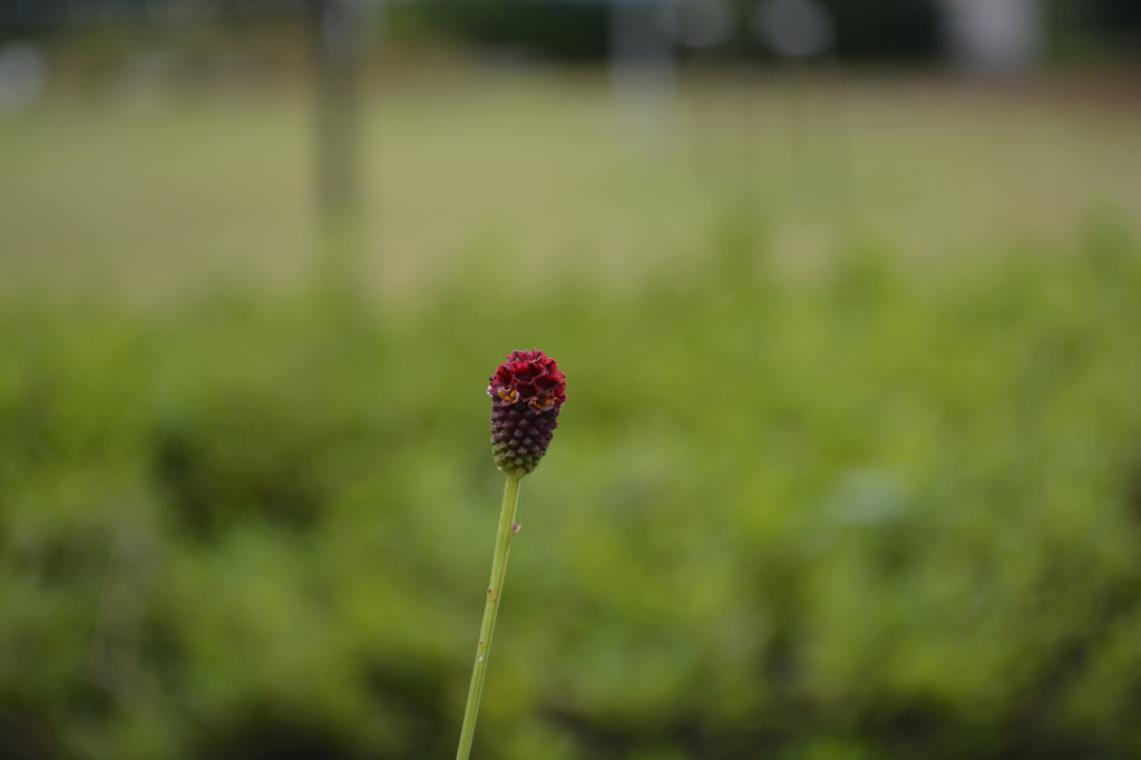ワレモコウ（群馬・高崎染料植物園）