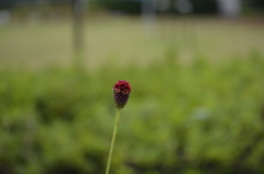 ワレモコウ（群馬・高崎染料植物園）