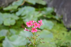 群馬・吉祥寺