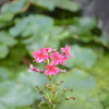 群馬・吉祥寺