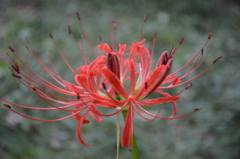 彼岸花（群馬の森）