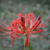 彼岸花（群馬の森）
