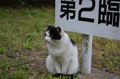 駐車場番ネコ（群馬の森）