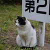 駐車場番ネコ（群馬の森）