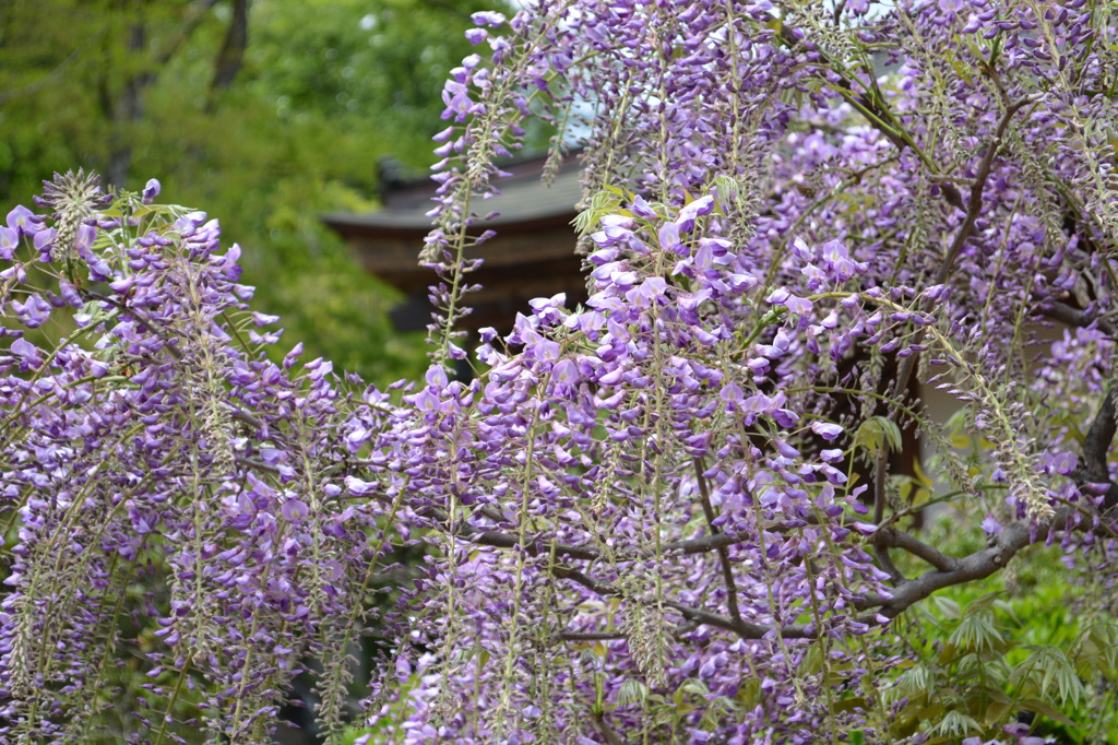 群馬県川場　吉祥寺