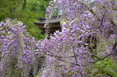 群馬県川場　吉祥寺