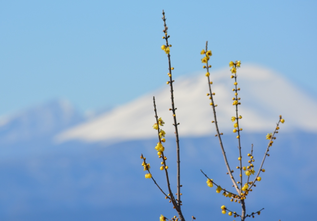 ろうばいと浅間山（鼻高展望花の丘）