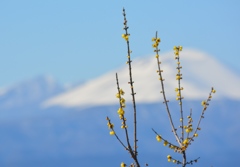 ろうばいと浅間山（鼻高展望花の丘）