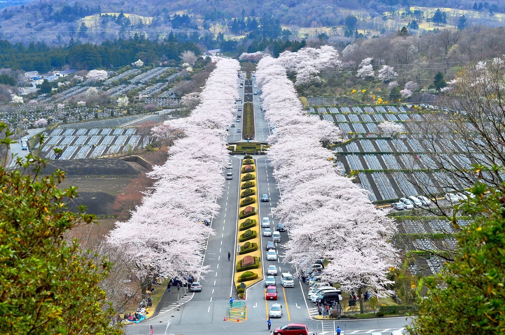 桜の並木道