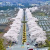 桜の並木道