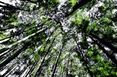forest