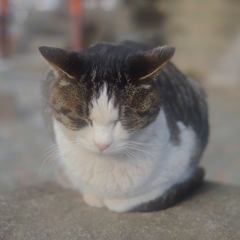 まんまる