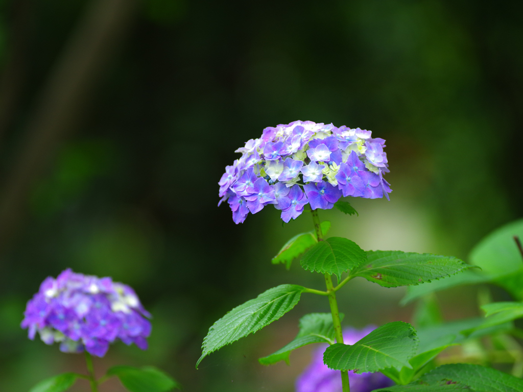 季節の花