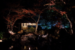 今日の紅葉③