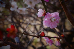梅