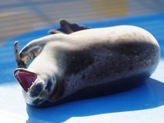 ふわぁー