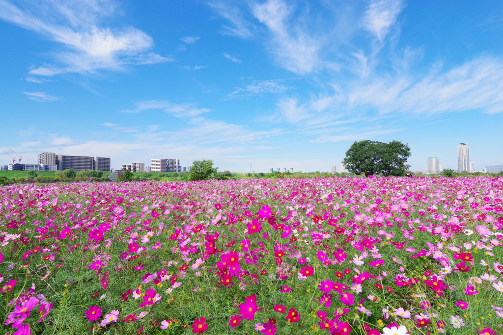 秋桜一面