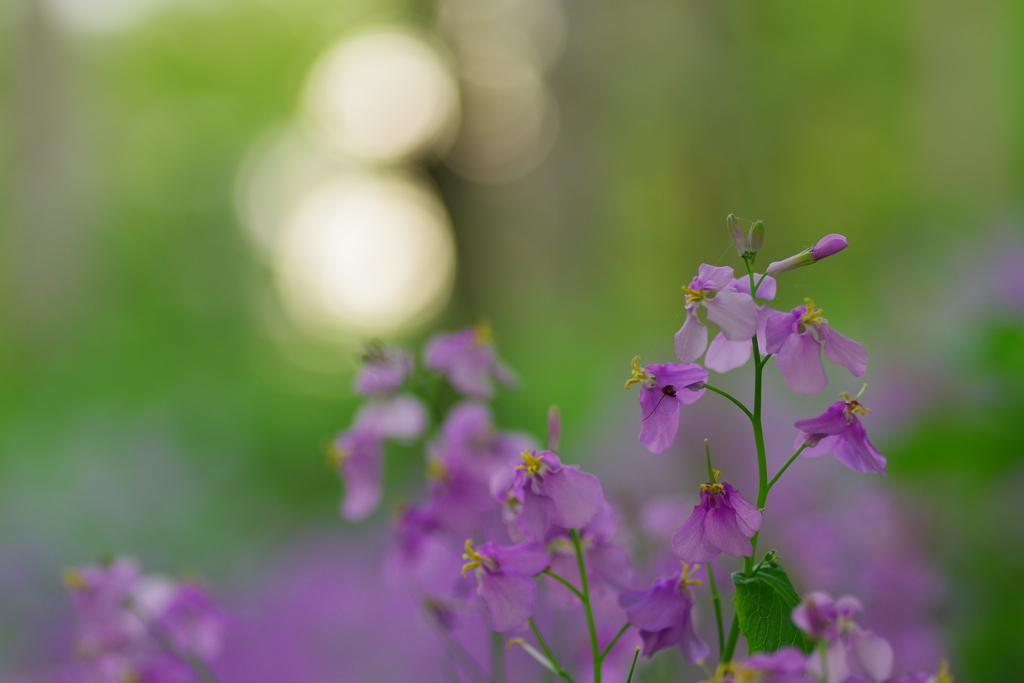 夕陽花